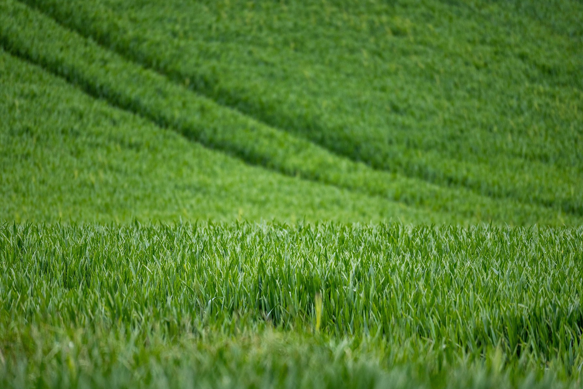 Green agricultural fields in Egypt
