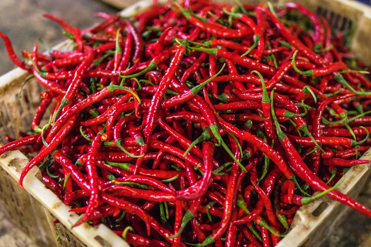 Fresh hot chilli peppers